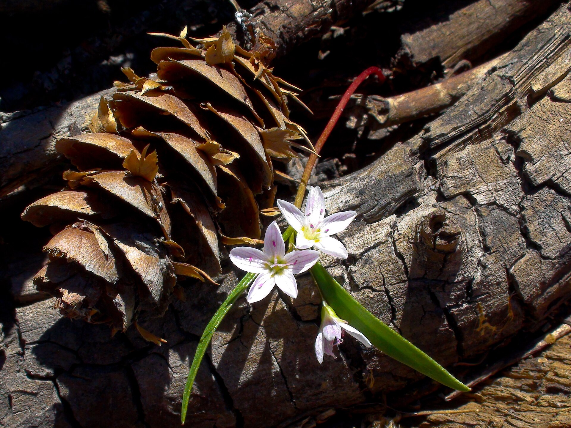 Summer wildflowers blooming in Middle Bowl Cirque at Snowbasin with rocky ridgelines behind